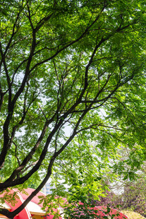 绿叶繁茂的树木景致