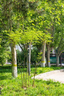 绿意盎然的林间小道