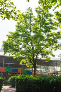 校园绿树与建筑景观