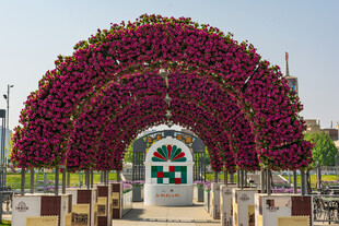 繁花拱门装点美丽通道