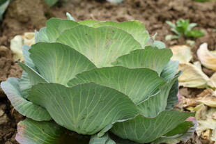 翠绿卷心菜 生机盎然