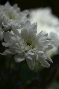 白色菊花特写