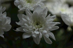 白色菊花特写