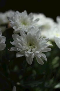 白色菊花特写