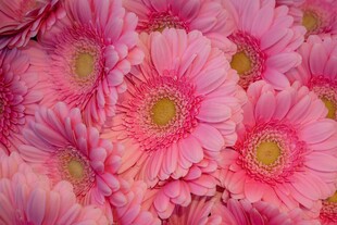 粉色非洲菊繁花锦簇