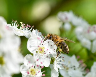蜜蜂采蜜于白色繁花间