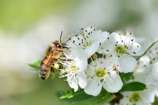 蜜蜂采蜜于洁白花朵间