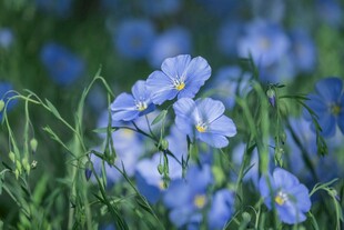 蓝亚麻花绽放于绿野间