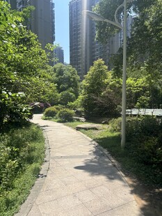 城市中的幽静林荫步道