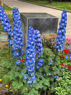 北京海淀公园的花奔展