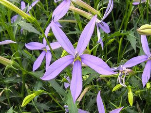 北京海淀公园的花奔展