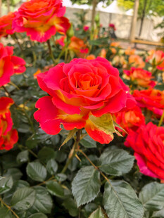 北京海淀公园的花奔展