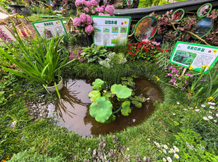 北京海淀公园的花奔展