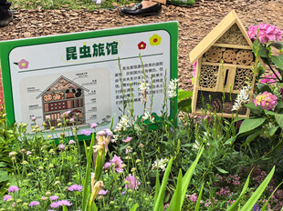 北京海淀公园的花奔展