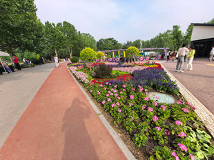 北京海淀公园的花奔展