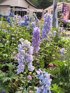 北京海淀公园的花奔展