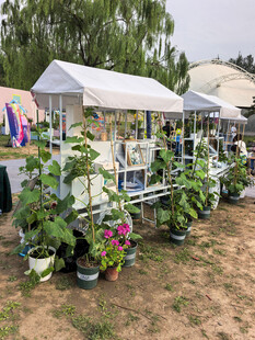 北京海淀公园的花奔展