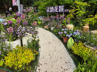 北京海淀公园的花奔展
