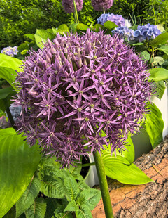 北京海淀公园的花奔展