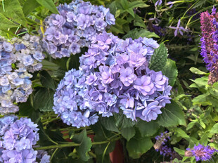 北京海淀公园的花奔展