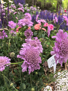 北京海淀公园的花奔展