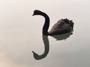 北京海淀公园湖里的黑天鹅