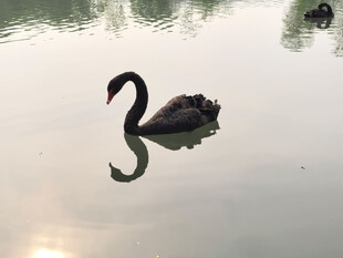 北京海淀公园湖里的黑天鹅