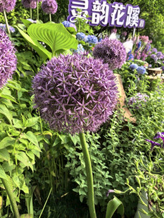 北京海淀公园的花奔展