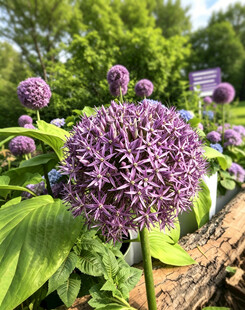 北京海淀公园的花奔展