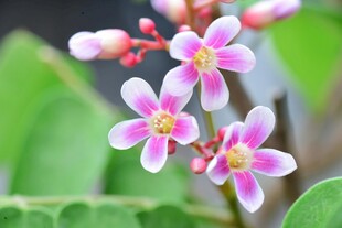 粉色小花绽放绿叶间