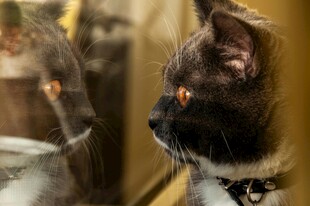 无毛猫对镜凝视