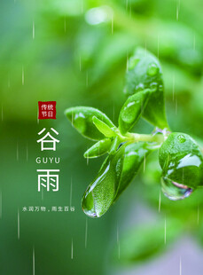 谷雨海报