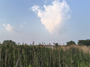 蓝天白云下的葱郁草地