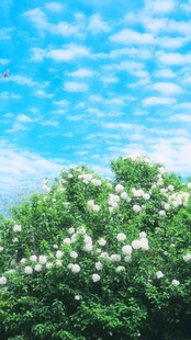 蓝天白云下的繁茂白花树