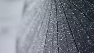 雨中水珠晶莹剔透