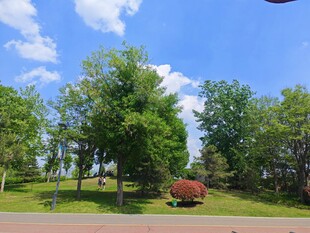 绿树成荫的户外风景