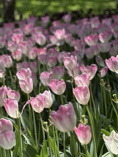 粉色郁金香花海美景