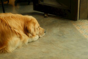 趴着的金毛犬