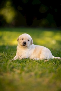 草地上的可爱小金毛犬