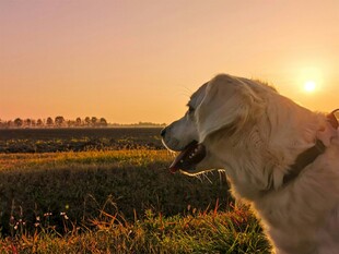 夕阳下的金毛犬