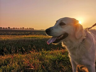 夕阳下的金毛犬