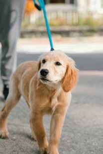 可爱幼犬被牵引漫步街头