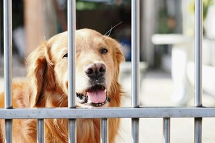 被关铁栏的金毛犬
