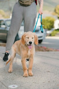 女子牵金毛犬漫步街头