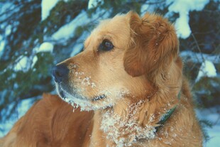 雪中金毛犬的静谧瞬间