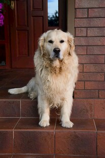 门前的可爱金毛犬
