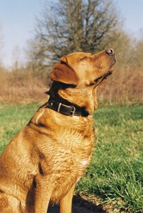 阳光下的棕犬