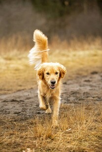 奔跑的金毛犬