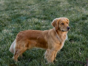 草地上的金毛犬