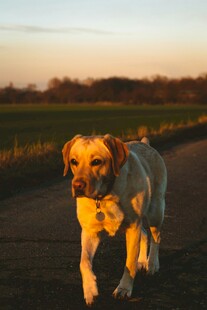 夕阳下漫步的金毛犬